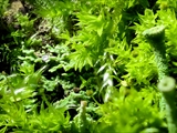 Cladonia fimbriata (Trompeten-Becherflechte) mit Mnium hornum (Schwanenhals-Sternmoos) und Dicranum scoparium (Besenförmiges Gabelzahnmoos)